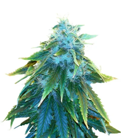 AK-48 fem