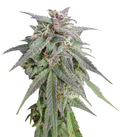 Blue Mystic fem