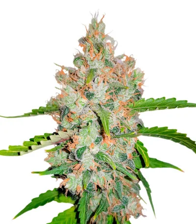 GG-48 fem