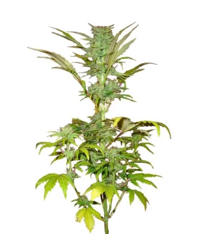 Short Rider Autoflower fem