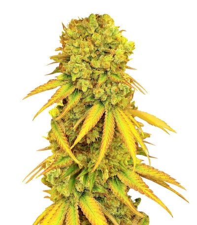 Pellezino Cookies fem