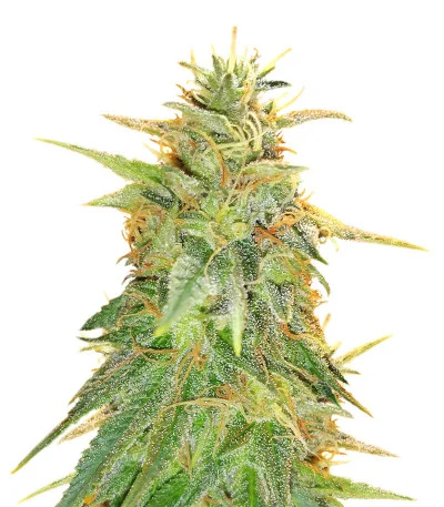 Zkittzy Gorilla fem