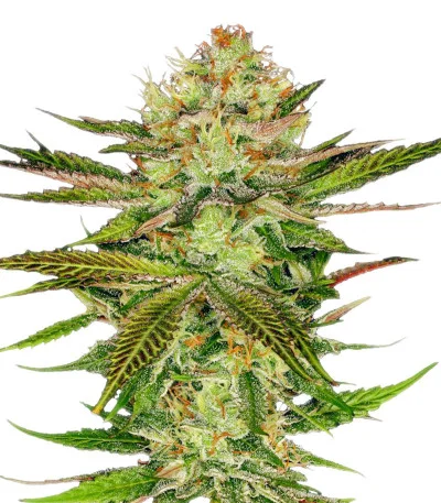 Chocolate Wafflez fem