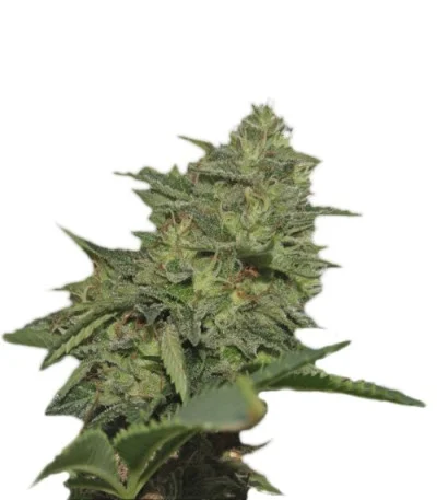 Original Cheese IBL fem