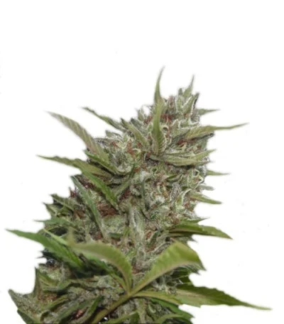 Whiteberry Auto fem