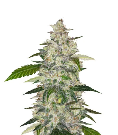 Anubis Auto fem