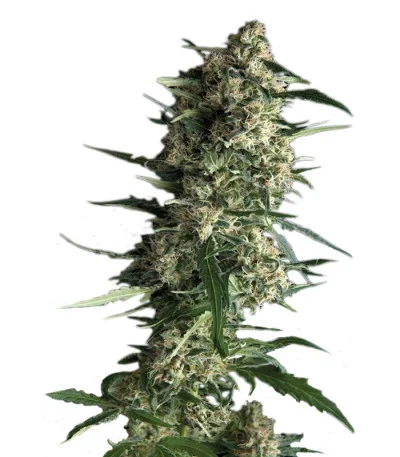 Galaxy Auto fem