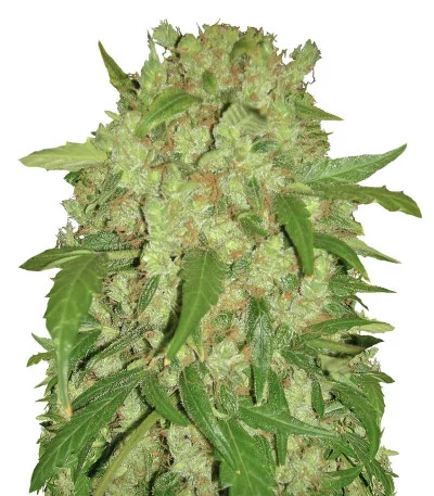 Wembley Auto fem