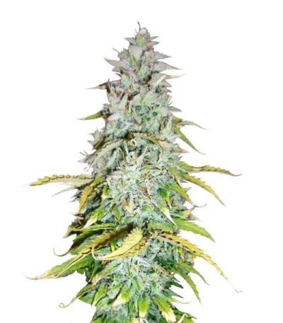 Amnesia Haze Automatic fem