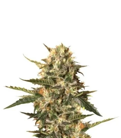 Mother Gorilla (Royal Madre) fem