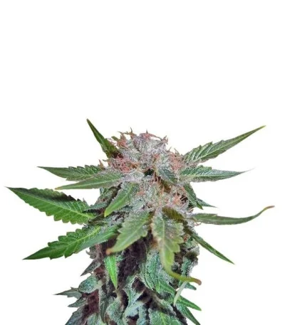 Royal Cheese (Fast Flowering) fem