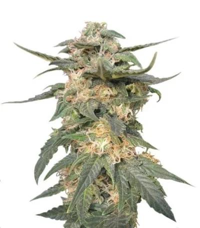 Royal Haze Automatic fem