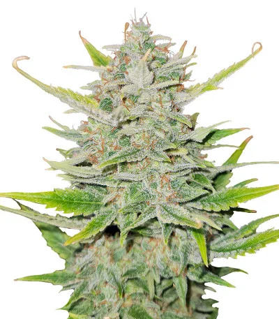 Sweet ZZ Automatic fem