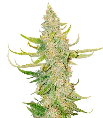 Titan F1 Auto fem