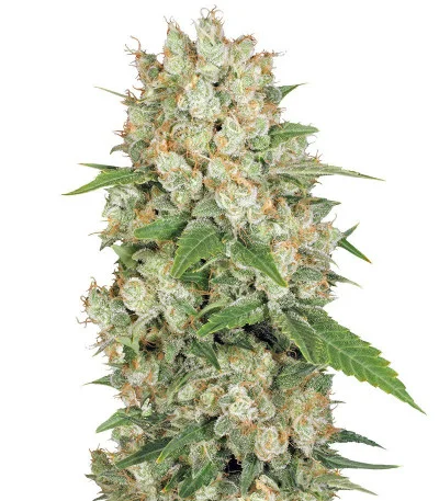 AK 47 fem