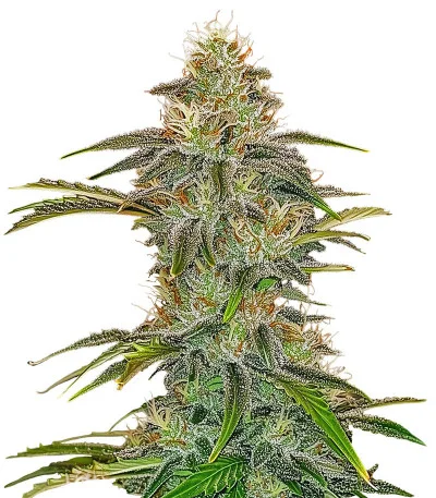 Big Satana 2 Auto fem