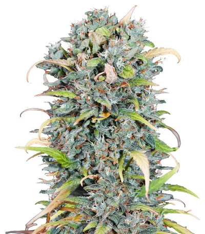 Big Satana Auto fem