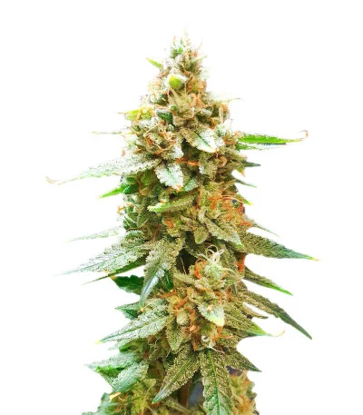 Bruce Banner Auto fem