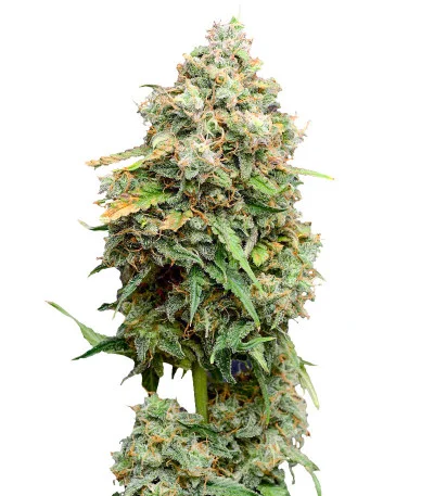 Crime Caramel Auto fem