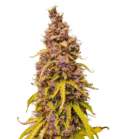 Gorilla Crunch Auto fem