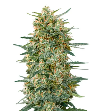 Gorilla Fast Version fem