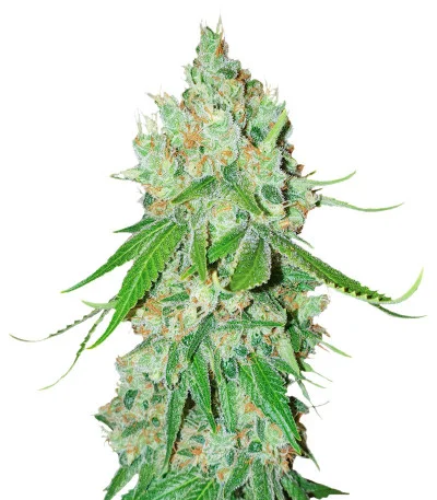 Gorilla Zkittlez fem