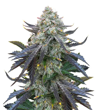 Grand Gorilla Purple Auto fem