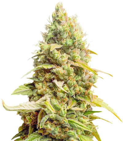 Johnny Cage Auto fem