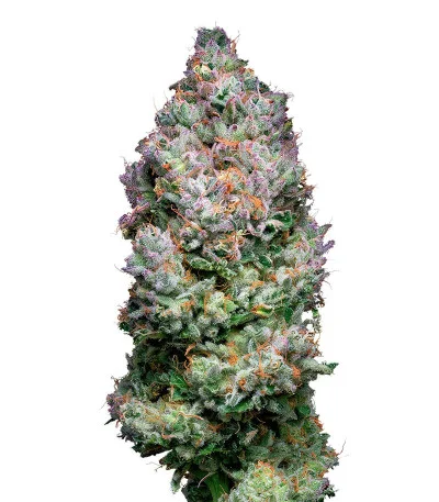 Açai Jelly by Sherbinskis fem