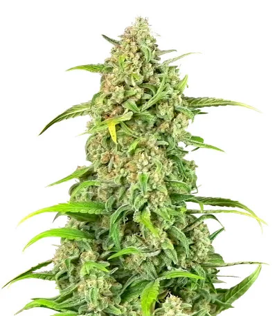 Jealousy Z XL Auto fem