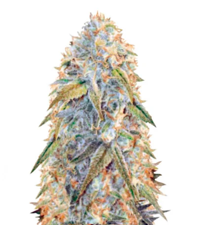 Northern Light Auto fem