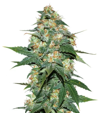 Skunk 47 fem