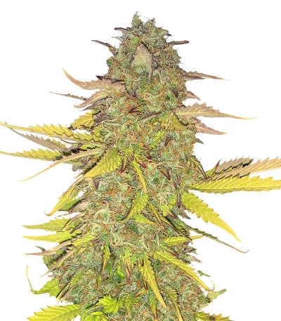 Acid Rain Autoflower (LSD) fem