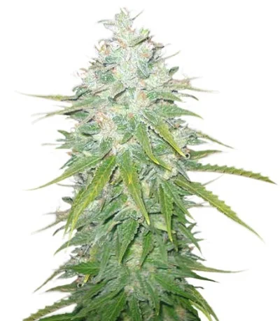 Afghan Kush X Black Domina fem