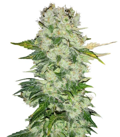 AK 47 Fast Version fem