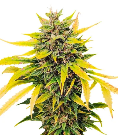 Auto AK (AK 47 Auto) fem