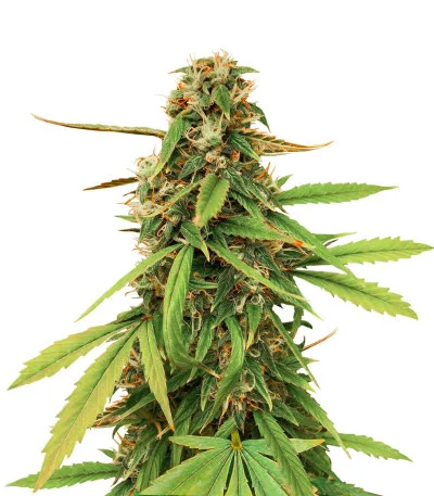 Amnesia Lemon Auto fem