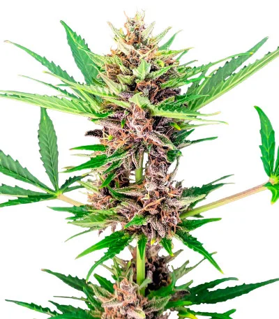 Amnesia Zkittlez Auto