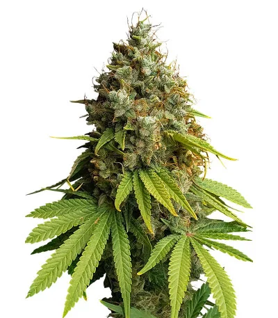 Apple Fritter Fast Version fem