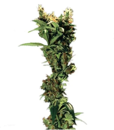 Arjan’s Strawberry Haze fem