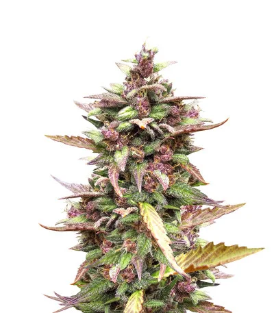 Blackberry Auto fem