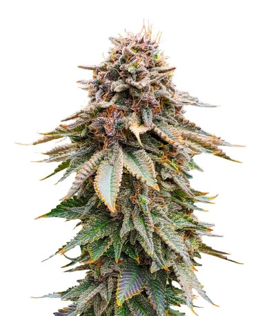 Blackberry Moonrocks fem