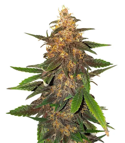 Blackberry Moonrocks Auto fem