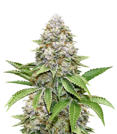 Bruce Banner #3 Fast fem