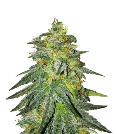 Bruce Banner #3 fem