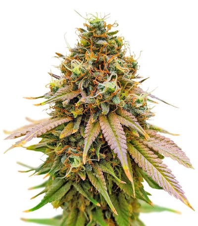 Bruce Banner Fast Version fem