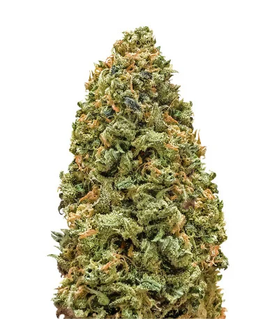 Monster Bruce Banner fem