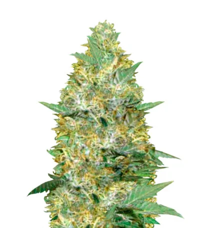 Caramelino Auto fem