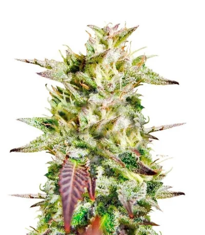 Caramelo Early Version fem