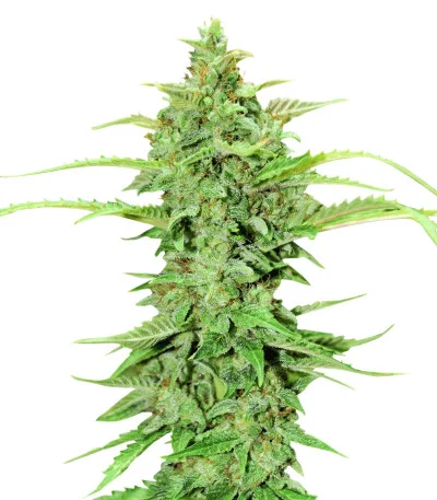 CBD Green Crack Auto fem